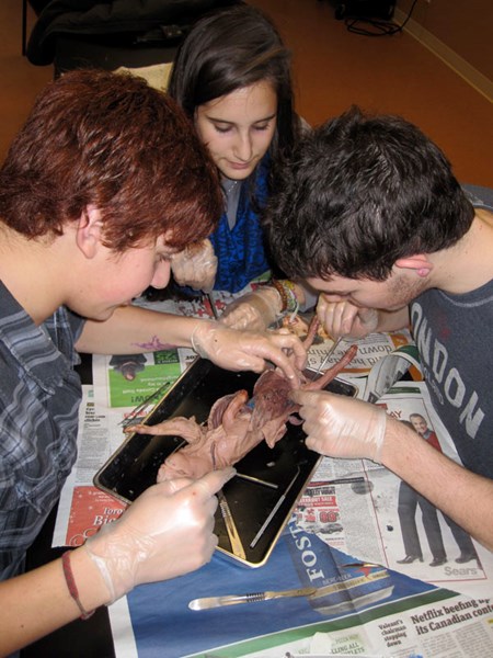 high school biology dissection
